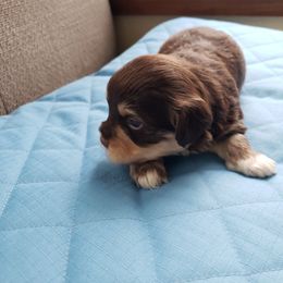 Boy1 - Chocolate Havanese puppy in Batesville, Arkansas from Hillbilly Havanese