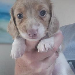 Cream dapple piebald - Cream female Dachshund puppy in Port Charlotte, Florida from Vicki's Dachshund Crossing