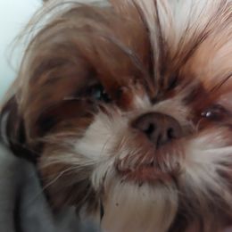 Charlie Brown - Shih Tzu