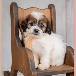 Laurie - Brown and white female Cockapoo puppy in Connersville, Indiana from Deaz Doodle Ranch