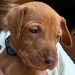 Shadow - Golden rust female Vizsla puppy in Plymouth, Minnesota from Carlson Vizslas