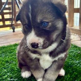 Uso - Agouti and white male Siberian Husky puppy in Walker, Louisiana from TRUHUSKY SIBERIANS