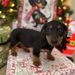 Lisa - Black and tan female Dachshund puppy in Clermont, Florida from Dachshund Dad