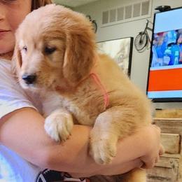 Pink girl golden retriever - Golden female Golden Retriever puppy in Howell, Michigan from Robbin's Treasures