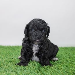 Girl 3 - female Poodle puppy in Weston, Florida from Miami Toy Poodles