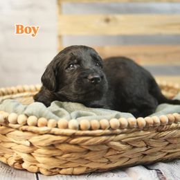 Orange Collar - Black male Assorted Doodle Crosses puppy in Elma, New York from Newfiedoodles of WNY