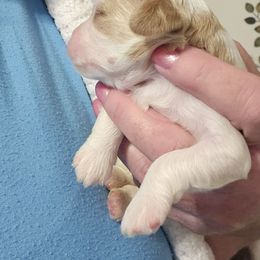 Girl 1 - White female Cavapoo puppy in Grayville, Illinois from Debs Doodles, Cavapoos, Cavadoodles