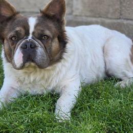 Spook - Blue fawn male French Bulldog puppy in Miami, Oklahoma from Destiny Jones