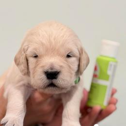 Girl 7 - Lime - Light golden female Golden Retriever puppy in Mc Minnville, Tennessee from Wishaw Whisky Golden Retrievers