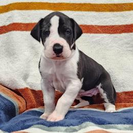 Puppy 1 - Mantle female Great Dane puppy in Castle Rock, Washington from Uber Alles Great Danes