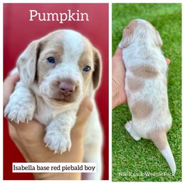 Pumpkin - Piebald male Dachshund puppy in Florida from Niki Humphries' Dachshunds