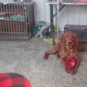 Irish Setter Puppies from Chimera Irish Setters