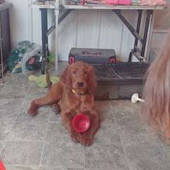Irish Setter Puppies from Chimera Irish Setters