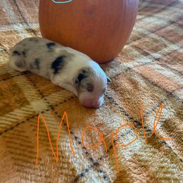 Maple - female Australian Shepherd puppy in Arcanum, Ohio from Krafthaus Rottweilers