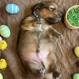 Eddie - Sable male Dachshund puppy in Sallisaw, Oklahoma from Wild West Dachshunds