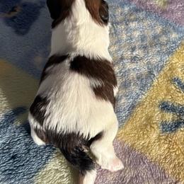 HB2 - Gold and white male Shih Tzu puppy in Madras, Oregon from Maridee’s ShihTzu