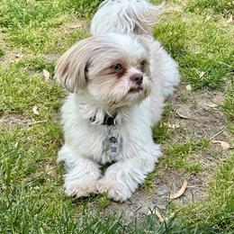 Greyson - Shih Tzu