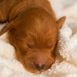 Goldendoodle Puppies from Small World Doodles