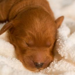 Goldendoodle Puppies from Small World Doodles
