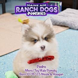 Pedro - Blue male Pomsky puppy in Humeston, Iowa from M.A.R. Dogs