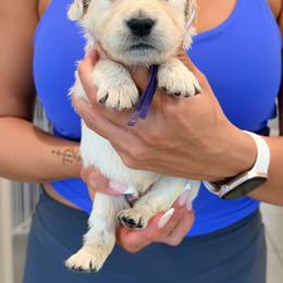 Golden Retriever Puppies from Robinson Retrievers