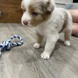 Australian Shepherd Puppies from 4t Aussies