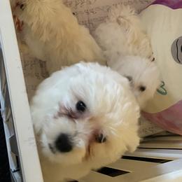 Bichon Frise puppies from Tammy's Bichon Frise
