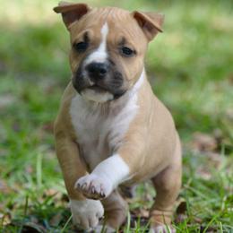 Boy 4 - Red male American Staffordshire Terrier puppy in St. Augustine, Florida from LBK & Ancient City