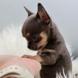 DJ - Blue and tan male Chihuahua puppy in Raleigh, North Carolina from Fiddlefigg Chihuahuas