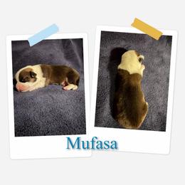 Mufasa - Sable male Pembroke Welsh Corgi puppy in Athens, Alabama from Southern Sass Corgis