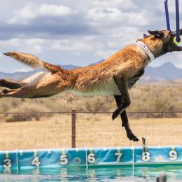 German Shepherds from Wachhund Kennels