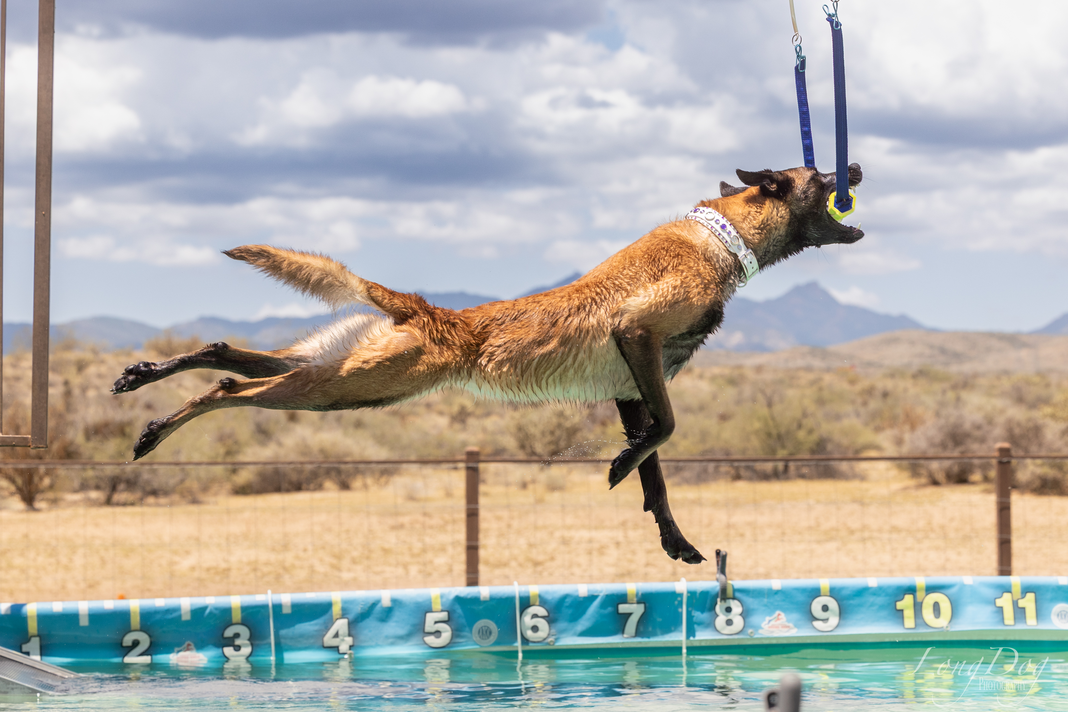 Belgian Malinois dock diving