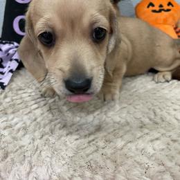 Kiara   Pet only Reduced - Cream female Dachshund puppy in Bullard, Texas from Mimidachs of Texas