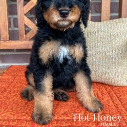 Hot Honey - Phantom female Bernedoodle puppy in Sunman, Indiana from Brunsman Country Doodles LLC