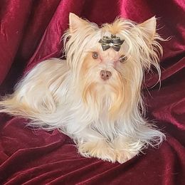 Yorkshire Terrier puppies from BIOLA'S YORKIES