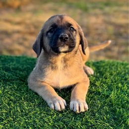 4D The Huntress (Purple) - Fawn female Anatolian Shepherd Dog puppy in Spokane, Washington from 4D Cattle Dogs