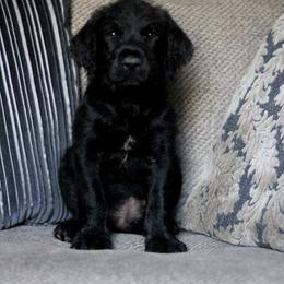 Labradoodle and Labrador Retriever Puppies from Moore than Dogs