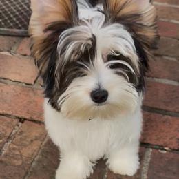 Jacques - Parti male Yorkshire Terrier puppy in Athens, Tennessee from Starr Mountain Yorkies