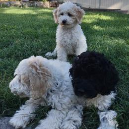 Poodle puppies from Ray Poodles