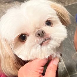 Evie - Shih Tzu