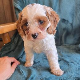 Boy 6 - White male Cavapoo puppy in Knoxville, Tennessee from Shannan's Cavapoos