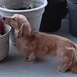 Milo - Dachshund