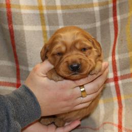 Nutmeg - Dark golden female Golden Retriever puppy in New Weston, Ohio from Bertke AKC Golden Retrievers and Bernese Mountain Dogs