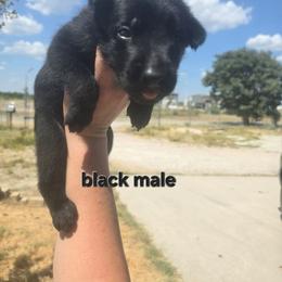 Black male - Black male Belgian Malinois puppy in Chico, Texas from North Texas Working Malinois