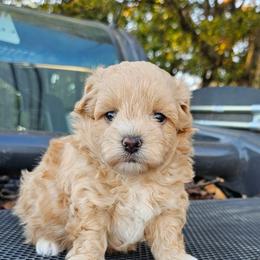 Jasper - Champagne male Maltipoo puppy in Utica, Ohio from Poodle Me Crazy