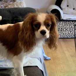 Taz - Cavalier King Charles Spaniel