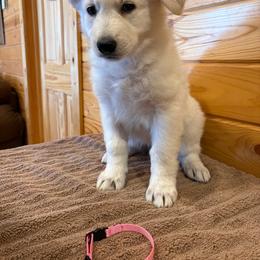 Pink Collar  (Macy) - White female Berger Blanc Suisse puppy in Rice Lake, Wisconsin from Windswept White Swiss Shepherds