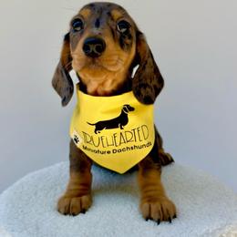 Quinn - Dapple female Dachshund puppy in Royse City, Texas from Truehearted Miniature Dachshunds