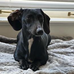 Kirby - Dachshund