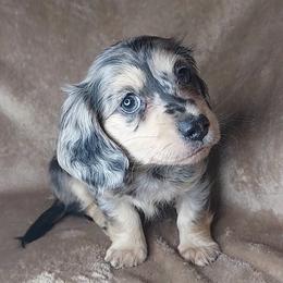 GAVIN - Dapple male Dachshund puppy in Swink, Oklahoma from Palali Farm